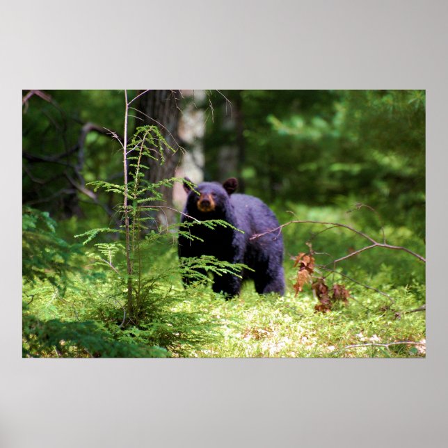 Svartbjörn 'centrering' poster (Framsidan)