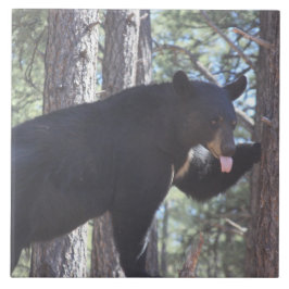 Svartbjörn Kakelplatta