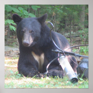 Svartbjörn med vit hjärtklappning poster