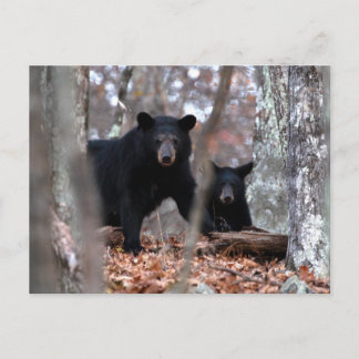 Svartbjörn och Unge vykort