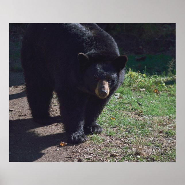 Svartbjörn Poster (Framsidan)