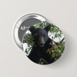 Svartbjörn Unge i Träd Knapp