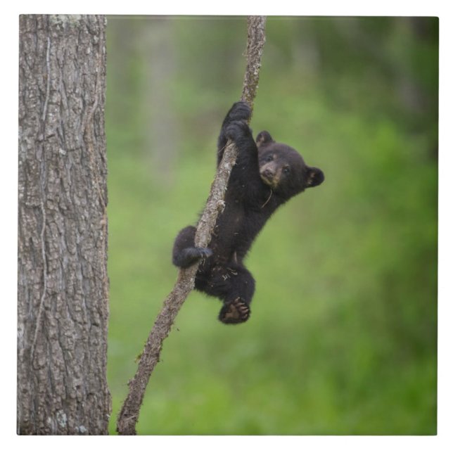 Svartbjörn Unge leker på Träd Limb Kakelplatta (Framsidan)