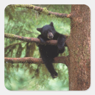 svartbjörn, Ursus americanus, unge i ett träd Fyrkantigt Klistermärke