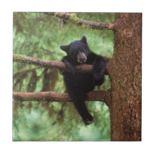 svartbjörn, Ursus americanus, unge i ett träd Kakelplatta