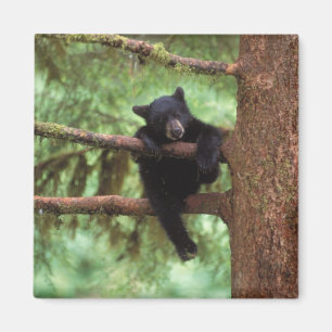 svartbjörn, Ursus americanus, unge i ett träd Magnet