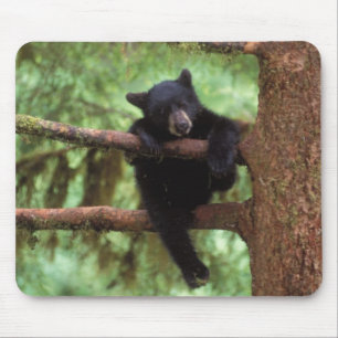 svartbjörn, Ursus americanus, unge i ett träd Musmatta