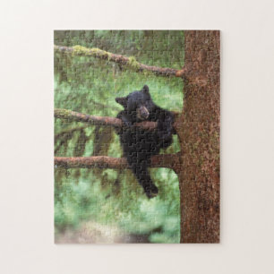 svartbjörn, Ursus americanus, unge i ett träd Pussel