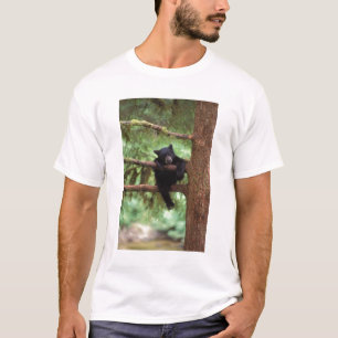 svartbjörn, Ursus americanus, unge i ett träd Tröja