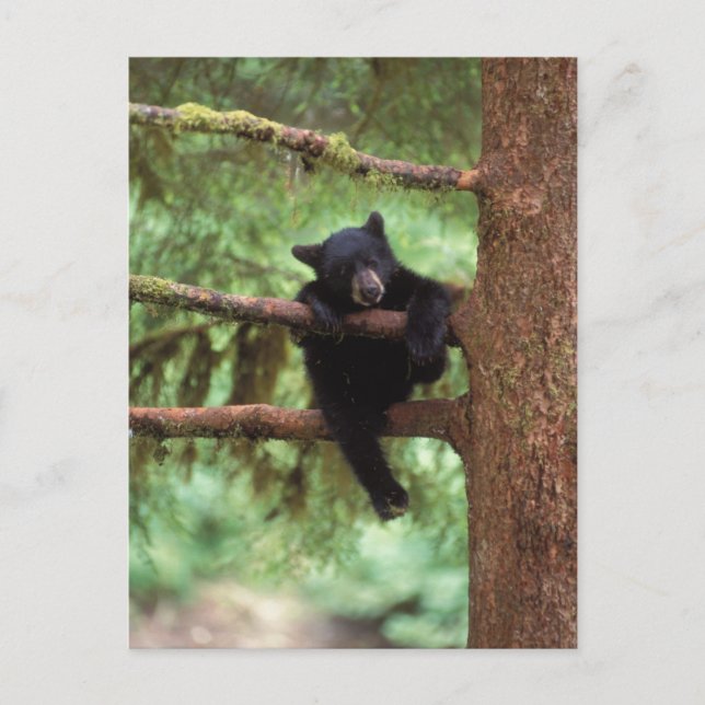 svartbjörn, Ursus americanus, unge i ett träd Vykort (Framsida)
