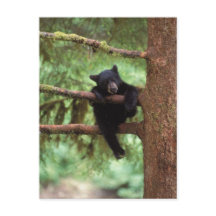 svartbjörn, Ursus americanus, unge i ett träd