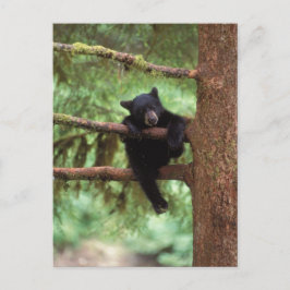 svartbjörn, Ursus americanus, unge i ett träd Vykort