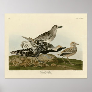 Svartböld - Audubon's Birds of America Poster