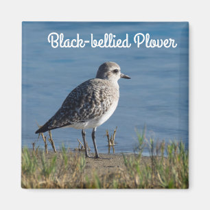 Svartböld Plover Magnet