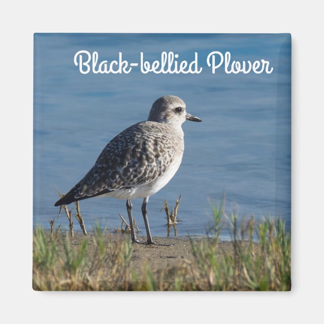 Svartböld Plover Magnet (Framsidan)