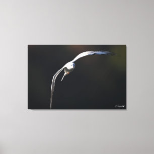 Svartborrad gull canvastryck