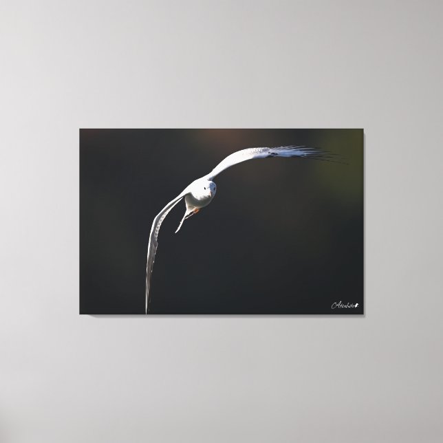 Svartborrad gull canvastryck (Framsida)