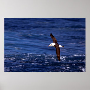 Svartbroderade albatross under flygning poster