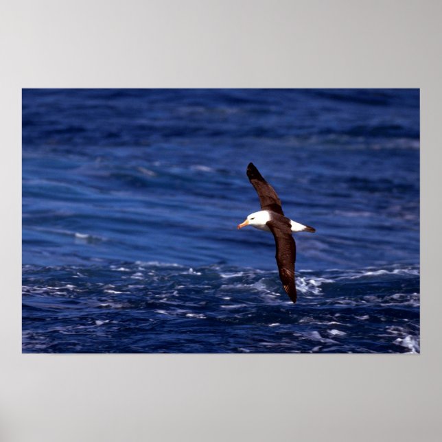 Svartbroderade albatross under flygning poster (Framsidan)