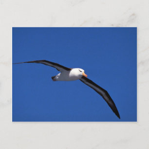 Svartbroderade albatross under flygning vykort