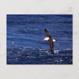 Svartbroderade albatross under flygning vykort
