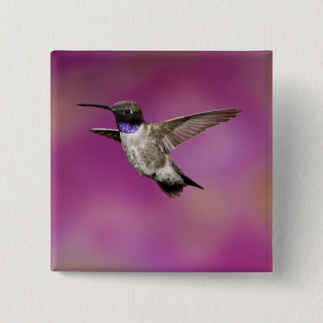 Svartbukad Hummingbird, Archilochus Knapp (Framsida)
