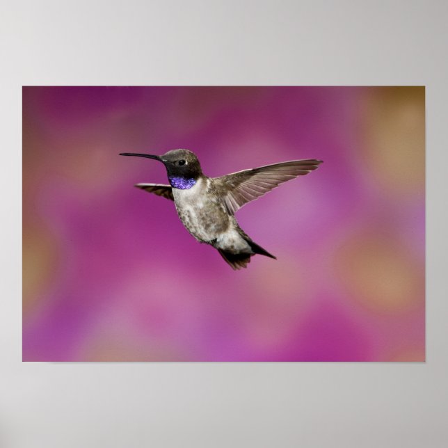 Svartbukad Hummingbird, Archilochus Poster (Framsidan)