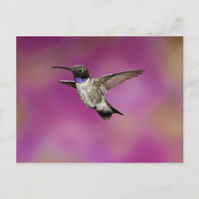 Svartbukad Hummingbird, Archilochus Vykort (Framsida)