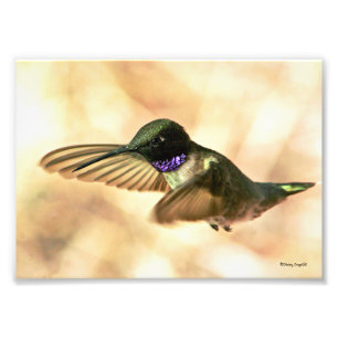 Svartbukad Hummingbird Fototryck