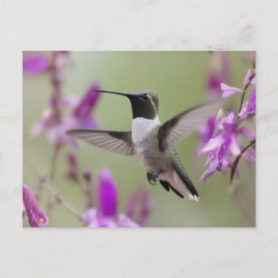 Svartbukad Hummingbird under flygning Vykort