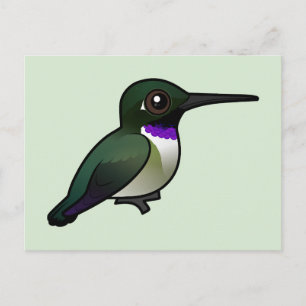 Svartbukad Hummingbird Vykort
