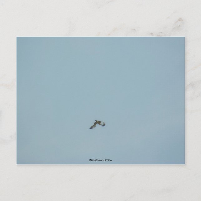 Svartbukad kittiqua vykort (Framsida)