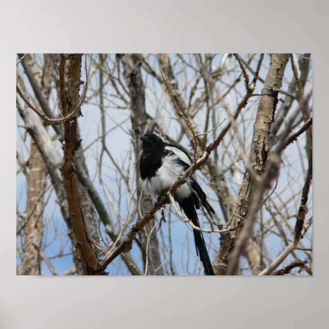 Svartbukad Magpie, Colorado Poster (Framsidan)