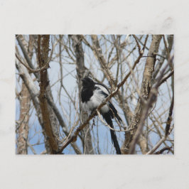 Svartbukad Magpie, Colorado Vykort