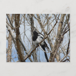 Svartbukad Magpie, Colorado Vykort