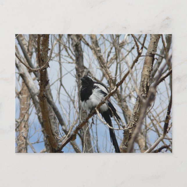 Svartbukad Magpie, Colorado Vykort (Framsida)