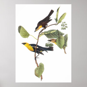 Svartfågel med gult poster