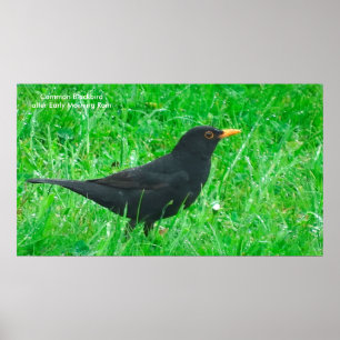 Svartfågelbild för poster