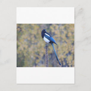 Svartfakturerad Magpie Vykort