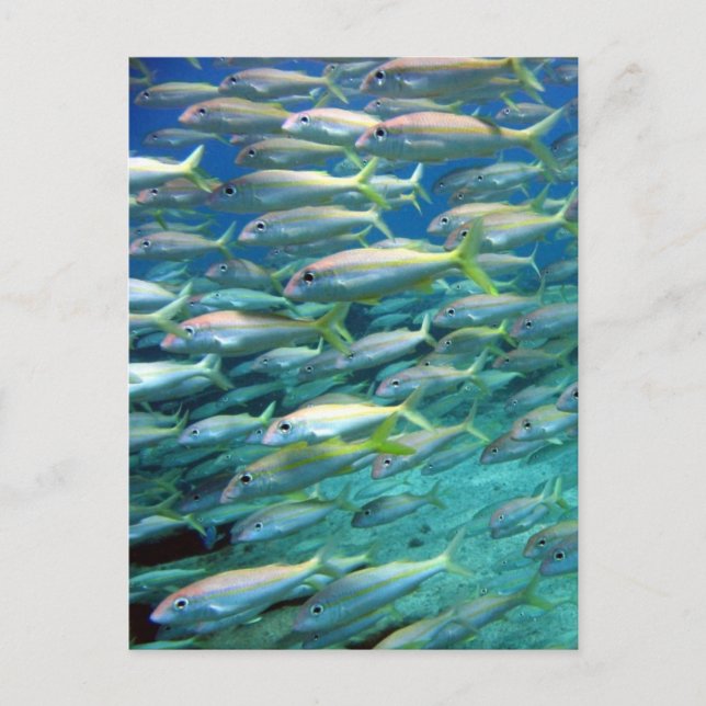 Svartfenad getingfiskstim vykort (Framsida)