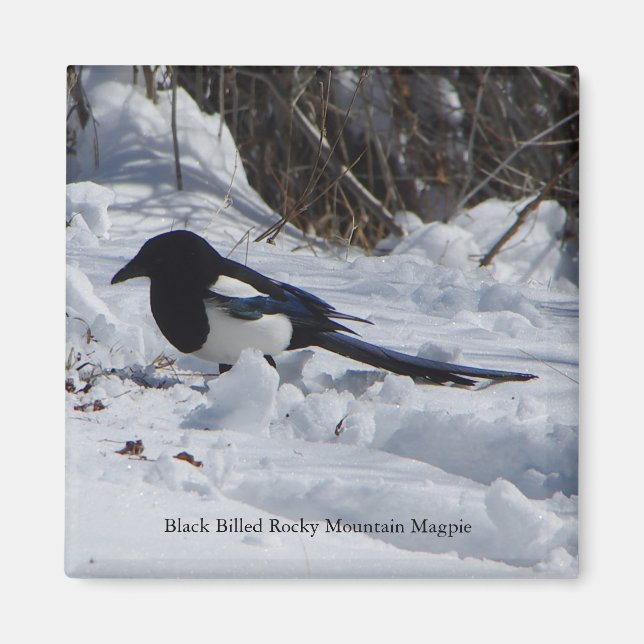 Svartfjällad Rocky Mountain Magpie magnet (Framsidan)