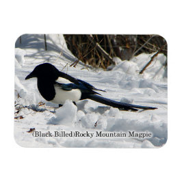 Svartfjällad Rocky Mountain Magpie magnet