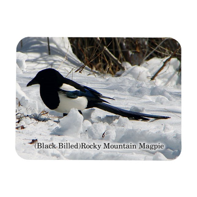 Svartfjällad Rocky Mountain Magpie magnet (Horisontell)