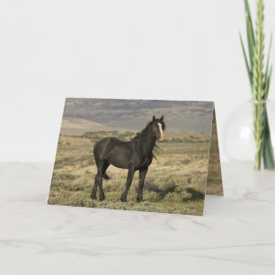 Svartfjällande hälsningskort för Vild av stallion Kort