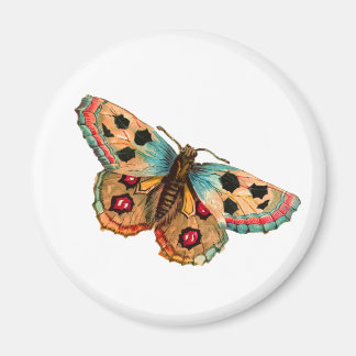 Svartfläckad fjäril magnet