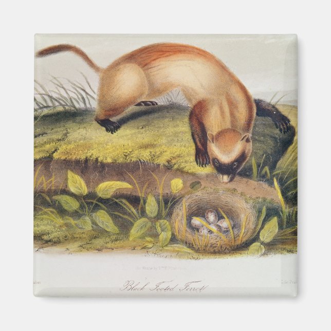 Svartfogad iller magnet (Framsidan)