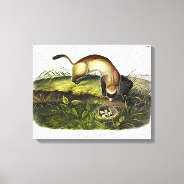 Svartfotad iller, amerikansk polecat av Audubon Canvastryck (Framsida)