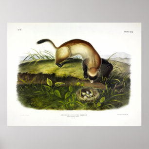 Svartfotad iller, amerikansk polecat av Audubon Poster