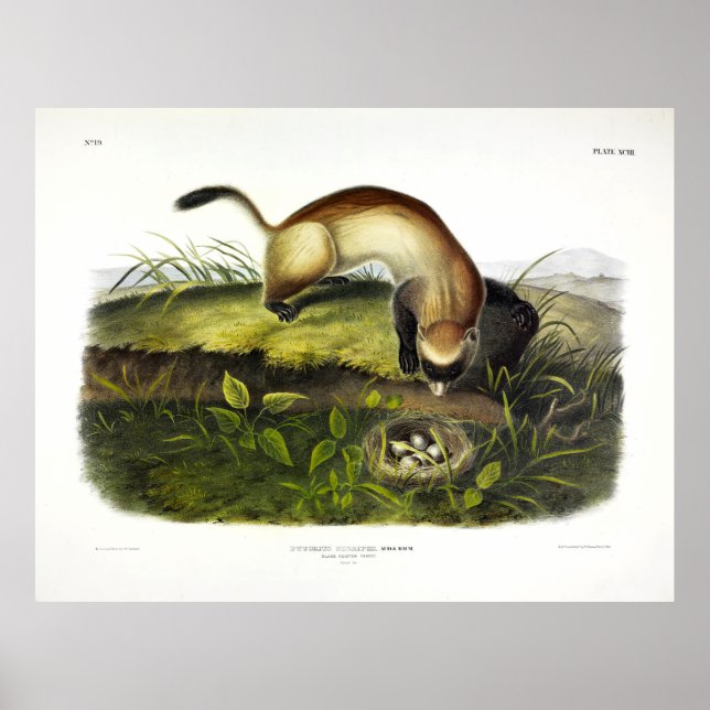 Svartfotad iller, amerikansk polecat av Audubon Poster (Framsidan)