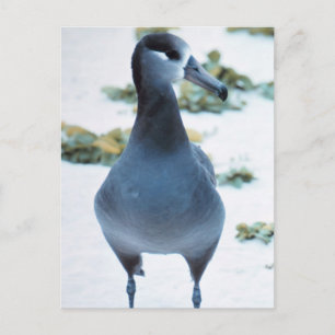 Svartfotade albatross vykort